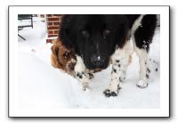 Kids and Dogs - Jan 2010 080