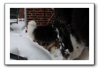 Kids and Dogs - Jan 2010 081