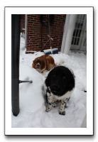 Kids and Dogs - Jan 2010 082