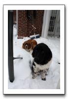 Kids and Dogs - Jan 2010 083