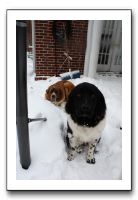 Kids and Dogs - Jan 2010 084