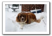 Kids and Dogs - Jan 2010 086