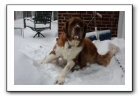 Kids and Dogs - Jan 2010 087