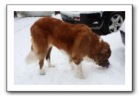 Kids and Dogs - Jan 2010 088