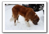 Kids and Dogs - Jan 2010 089