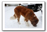 Kids and Dogs - Jan 2010 090