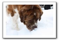 Kids and Dogs - Jan 2010 091