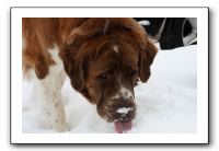 Kids and Dogs - Jan 2010 092