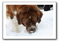 Kids and Dogs - Jan 2010 093