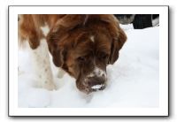 Kids and Dogs - Jan 2010 094