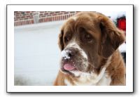 Kids and Dogs - Jan 2010 095