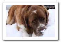 Kids and Dogs - Jan 2010 096