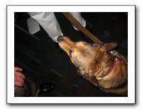 Wayside Waif's Fur Ball 2010 046