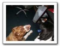 Family Dinner Night - 06-09-10 006