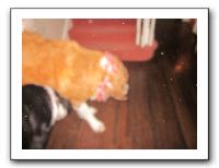 Family and Friends - Dec 2010 033